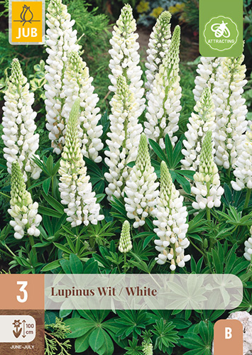 LUPINUS WHITE - 3 ks