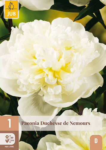 PIVÓNIA DUCHESSE DE NEMOURS - 1 ks