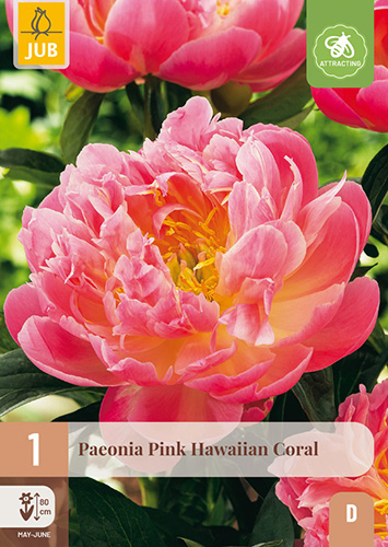 PIVÓNIA PINK HAWAIIAN CORAL - 1 ks