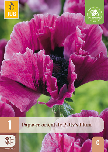 PAPAVER ORIENTALE PATTYS PLUM - 1 ks