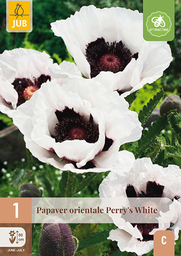 PAPAVER ORIENTALE PERRYS WHITE - 1 ks