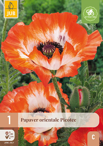 PAPAVER ORIENTALE PICOTEE - 1 ks