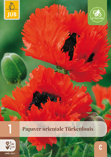 PAPAVER ORIENTALE TÜRKENLOUIS - 1 ks