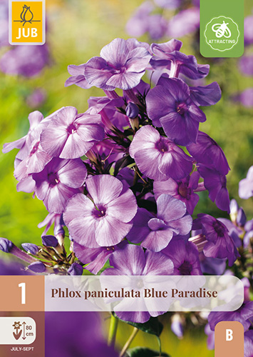 PHLOX PANICULATA BLUE PARADISE - 1 ks