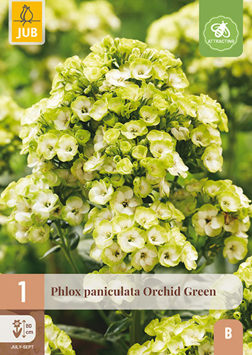PHLOX PANICULATA ORCHID GREEN - 1 ks