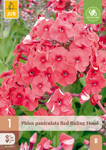 PHLOX PANICULATA RED RIDING HOOD - 1 ks