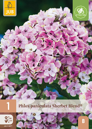 PHLOX PANICULATA SHERBET BLEND® - 1 ks