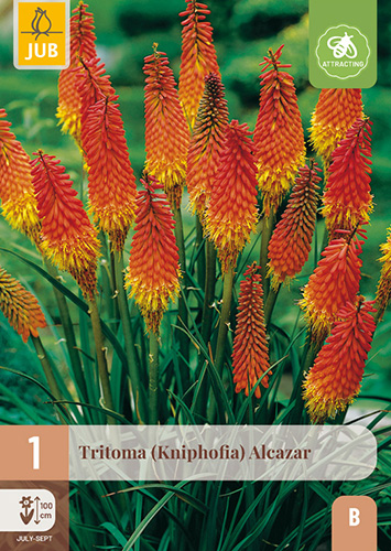 TRITOMA (KNIPHOFIA) ALCAZAR - 1 ks