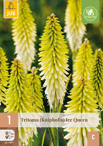 TRITOMA (KNIPHOFIA) ICE QUEEN - 1 ks