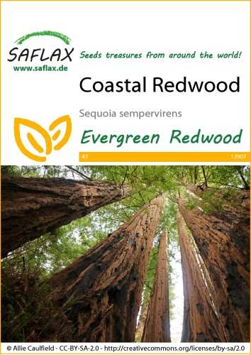 Semená Sekvoja vždyzelená, Sequoia sempervirens cca 50 semien.