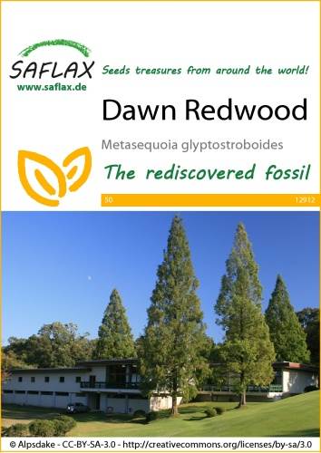 Metasekvoja čínska, praveký mamutí strom, Metasequoia glyptostroboides 60 semien