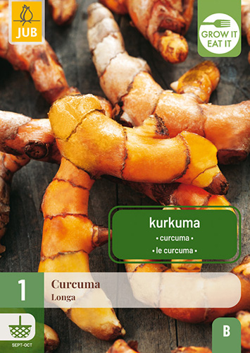 KURKUMA LONGA 1 kus
