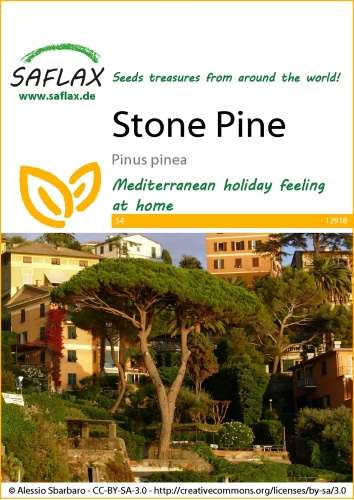 Pínia, Borovica stredomorská,  Pinus pinea 6 semien