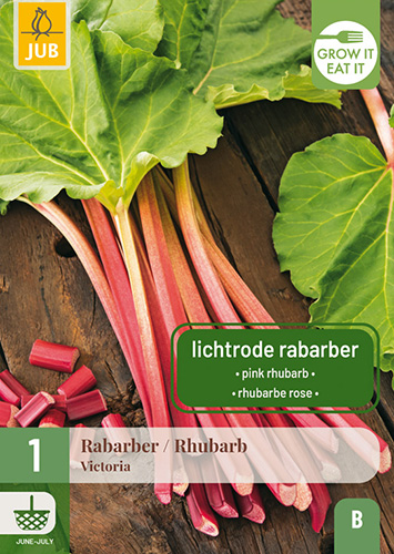 REBARBORA VICTORIA počet kusov: 1