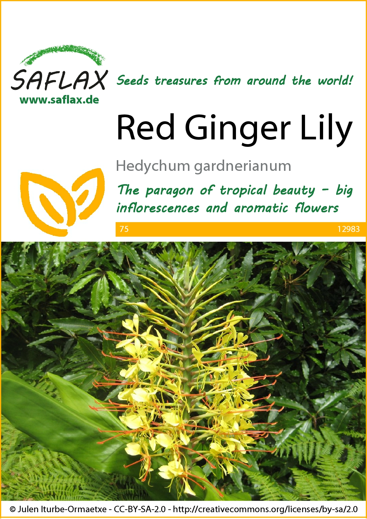 Motýľovec Hedychum gardnerianum cca 10 semien