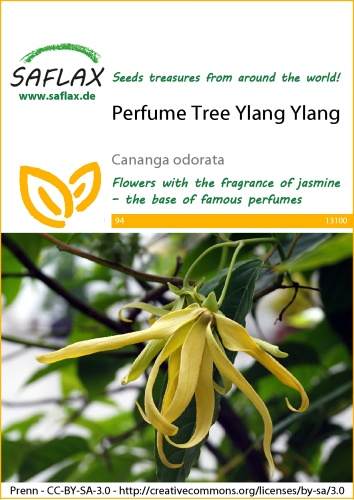 Kananga vonná Parfúmový strom Ylang Ylang