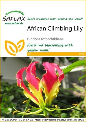 Glorióza nádherná, Gloriosa rothschildiana cca 10 g  cca 15 semien