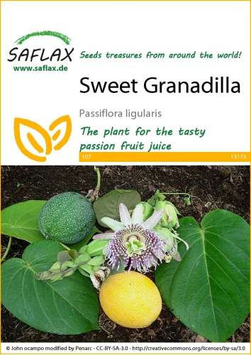 Mučenka jedlá Maracuja