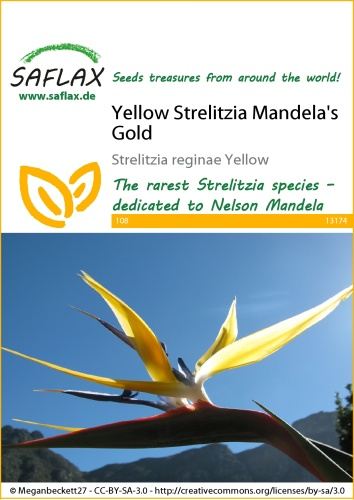 Strelícia kráľovská žltá, Strelitzia reginae Mandelas Gold
