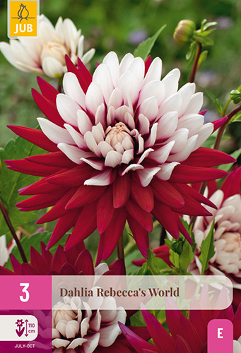 dahlia, dália, georgína, georgíny, dálie, hluza, hluzy, hluzy dalii, hluza georgin, hluza dalie, hluza georginy, hluzy georgin, cactus, kaktusovitá, kaktusová, rebeccas world