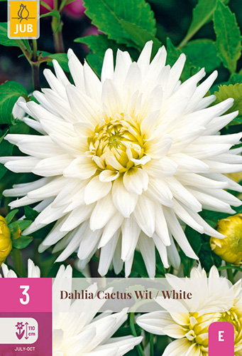 DÁLIA (GEORGÍNA) CACTUS WHITE - 3 ks