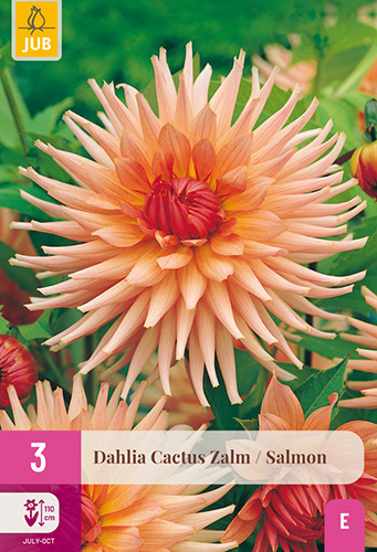 DÁLIA (GEORGÍNA) CACTUS SALMON - 3 ks