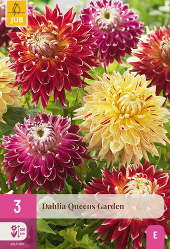 DÁLIA (GEORGÍNA) QUEENS GARDEN - 3 ks