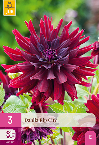DÁLIA (GEORGÍNA) RIP CITY - 3 ks