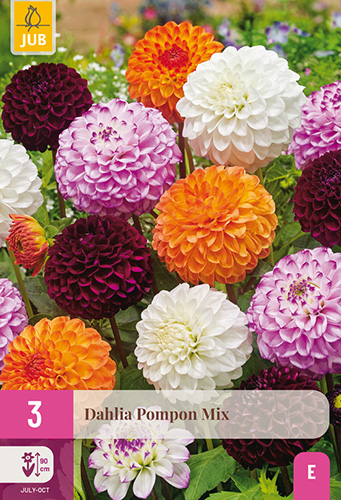 DÁLIA (GEORGÍNA) POMPON MIX - 3 ks