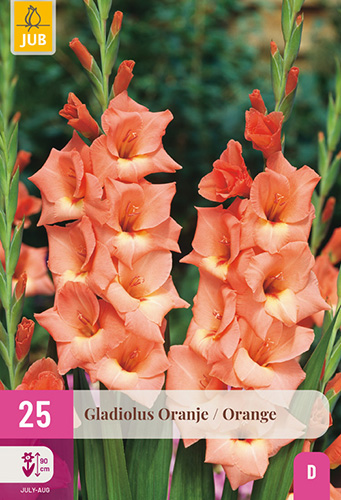 GLADIOLY ORANGE - 25 ks