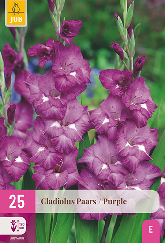 GLADIOLY PURPLE - 25 ks