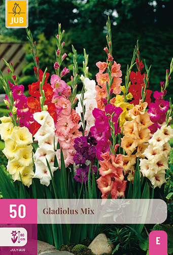 GLADIOLY MIX - 50 ks