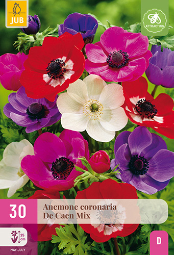 ANEMONE (VETERNICA) DE CAEN MIX - 30 ks