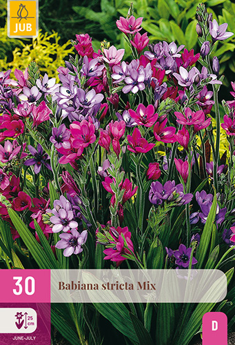BABIANA STRICTA MIX - 30 ks