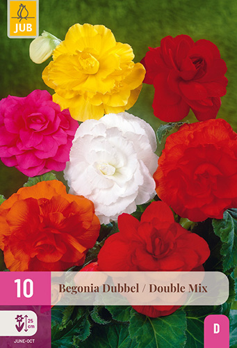 BEGÓNIA DOUBLE MIX - 10 ks