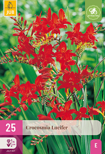 CROCOSMIA (MONTBRÉCIA) LUCIFER - 25 ks
