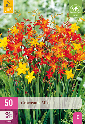 CROCOSMIA (MONTBRÉCIA) MIX - 50 ks