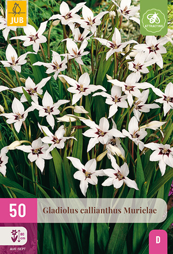 GLADIOLY CALLIANTHUS - 50 ks