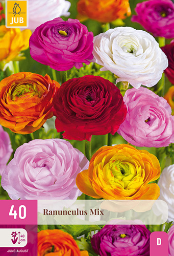RANUNCULUS (ISKERNÍK) MIX - 40 ks