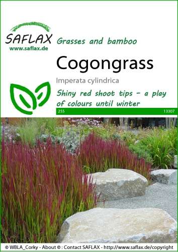 Imperata cylindrica - Japonská krvavá tráva, 50 semien