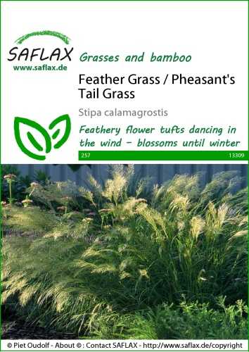 Ťavia tráva, strieborná tráva