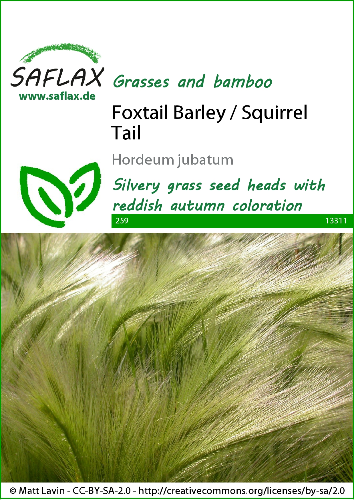 Hordeum jubatum (Okrasný jačmeň) Foxtail cca 70 semien