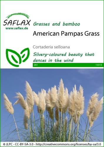 cierny perovec, cierne pennisetum, cierne penisetum,