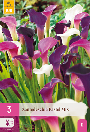 ZANTEDESCHIA (KALA) PASTEL MIX - 3 ks