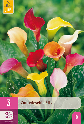 ZANTEDESCHIA (KALA) MIX - 3 ks