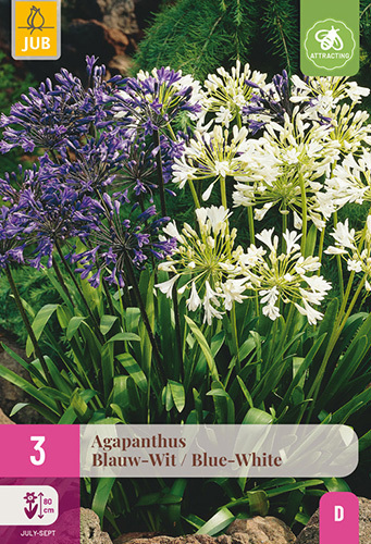 AGAPANTHUS BLUE-WHITE - 3 ks