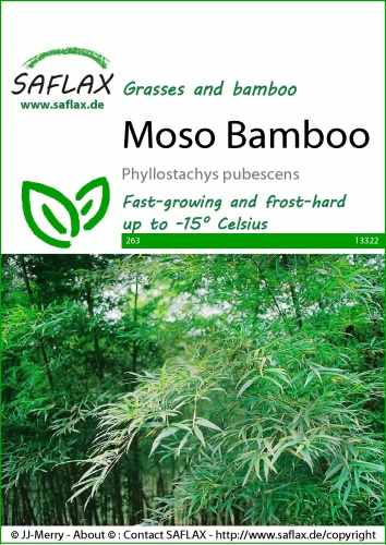 Obrovský bambus Moso