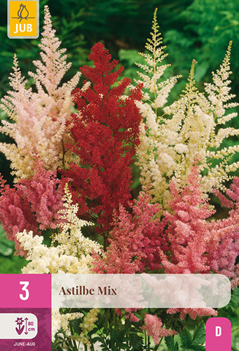 ASTILBE MIX - 3 ks