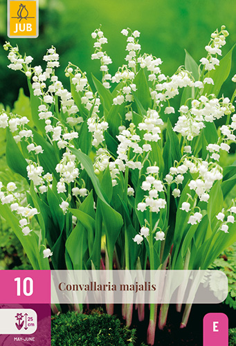 CONVALLARIA MAJALIS - 10 ks