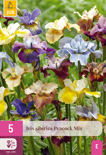 IRIS SIBIRICA PEACOCK MIX - 5 ks